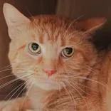 An adult medium-sized male Orange & White Domestic Short Hair cat named Fudge for adoption in Hilliard, OH