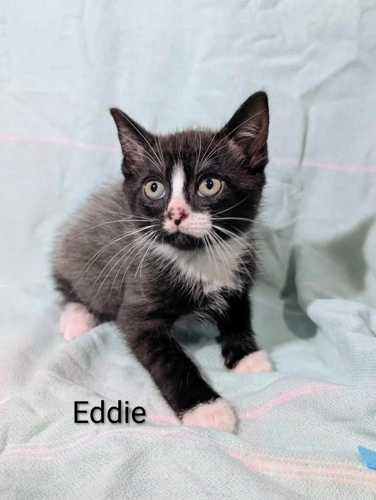 A baby medium-sized male Black & White / Tuxedo Domestic Short Hair cat named Eddie for adoption in Emerald Isle, NC