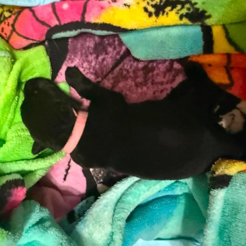 A baby small-sized female Black German Shepherd Dog dog named Shimmer for adoption in Tulsa, OK