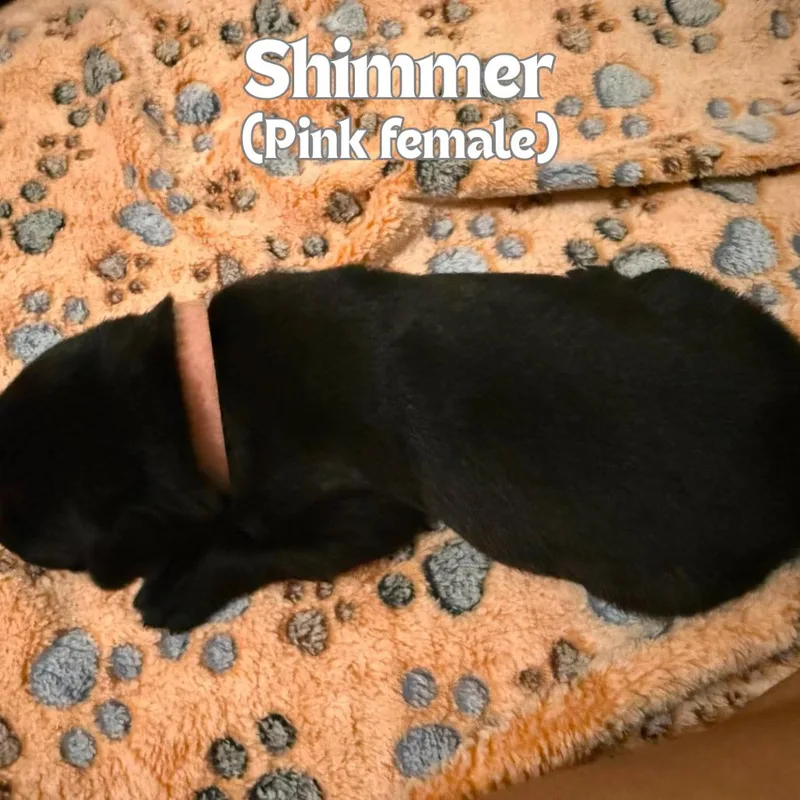 Shimmer thumbnail 2