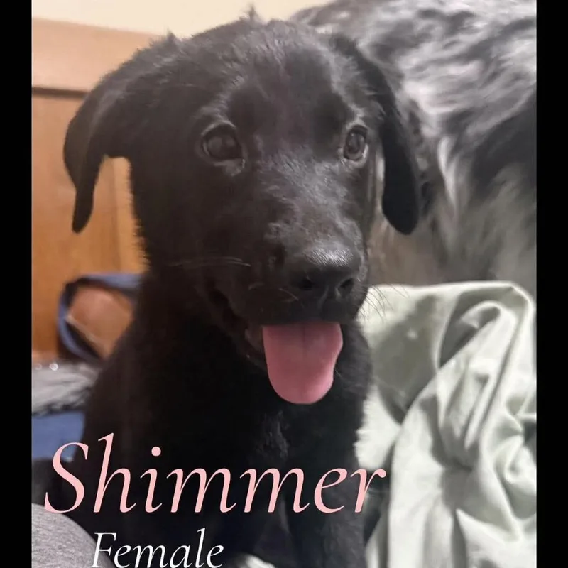Shimmer thumbnail 3