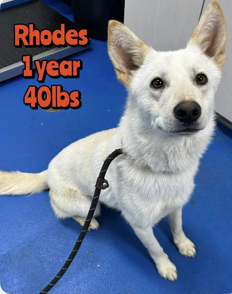 An adult large-sized male Husky dog named Rhodes for adoption in Holbrook, NY