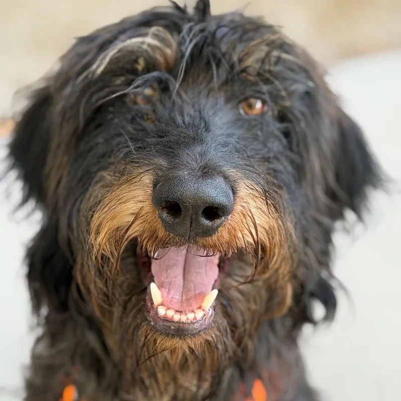 An adult medium-sized female Gray / Blue / Silver Terrier dog named Trudy for adoption in Durango, CO