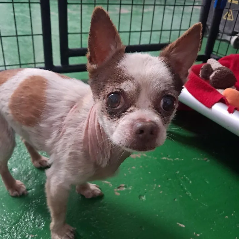 Paco