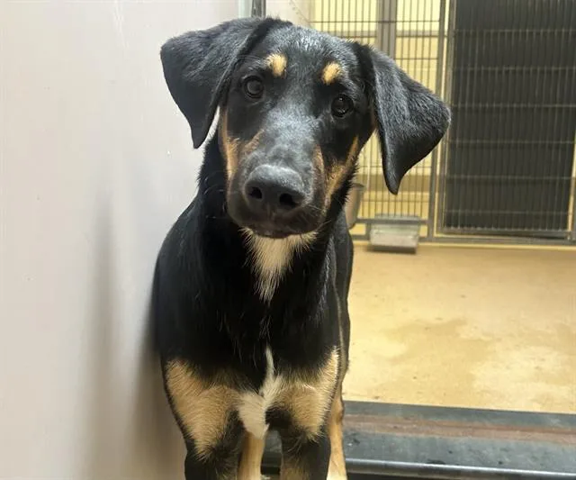 A young small-sized male German Shepherd Dog dog named Dipper for adoption in Martinez, CA