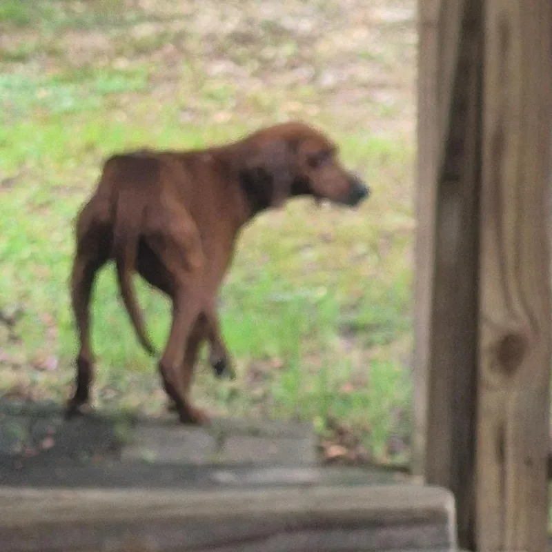 An adult medium-sized male Red / Chestnut / Orange Hound dog named Mr. Bigg for adoption in Montgomery, AL