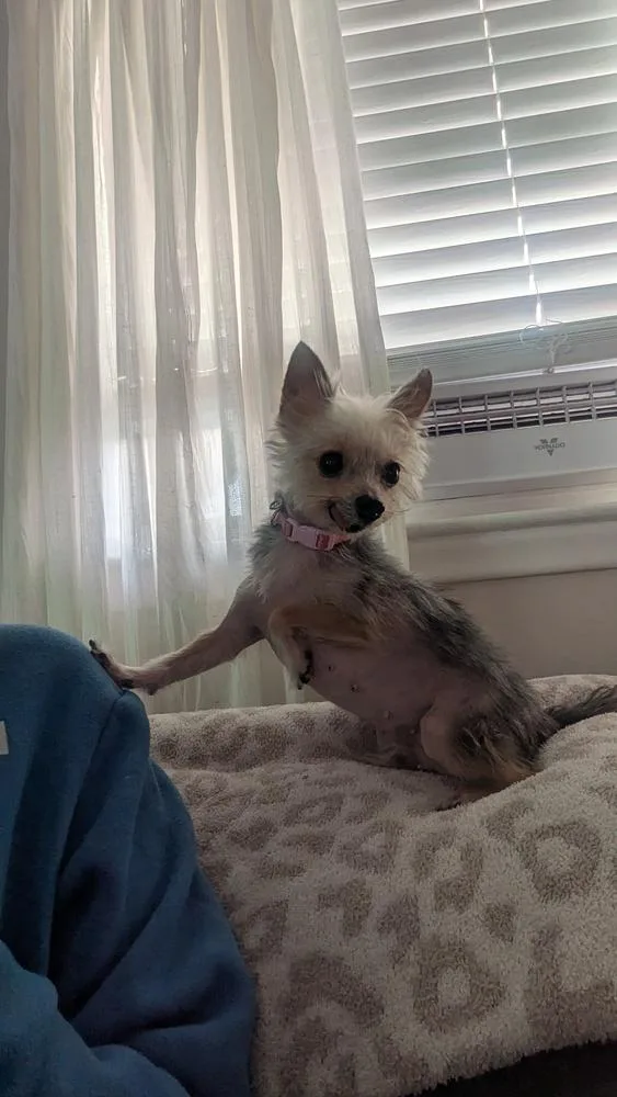 Applesauce