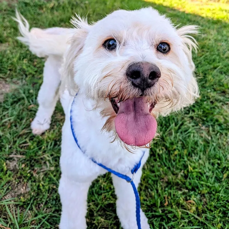 Leo Alexander thumbnail 4