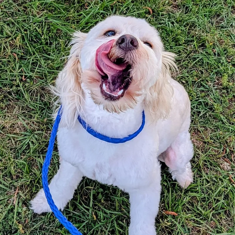 Leo Alexander thumbnail 6