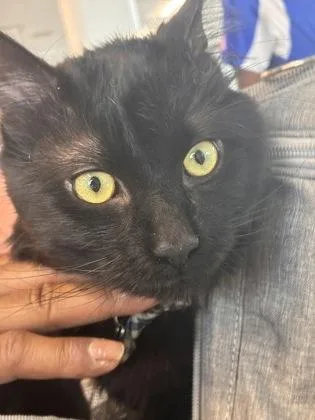 An adult large-sized male Domestic Medium Hair cat named Lou Lou for adoption in West Chester, PA