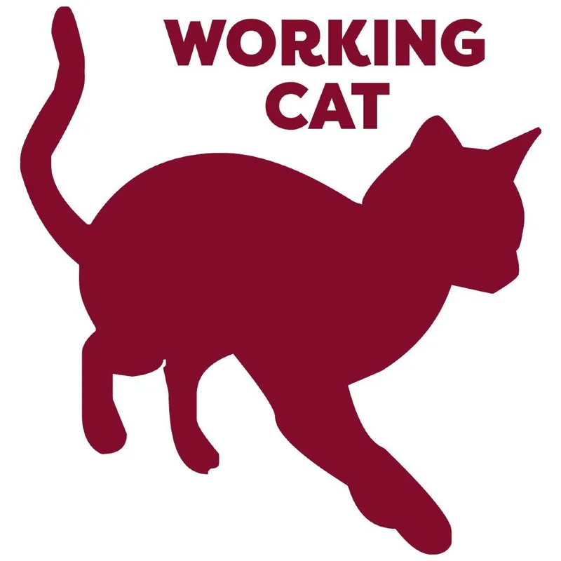 An adult medium-sized male Orange / Red Domestic Short Hair cat named Dewey Working Cat for adoption in Kennebunk, ME