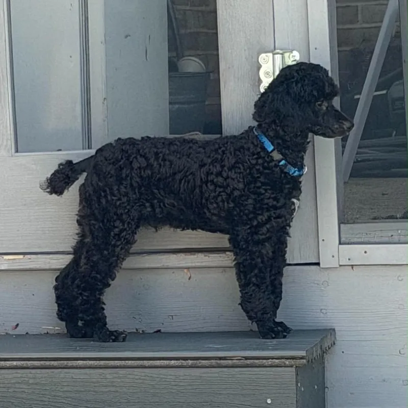 A baby small-sized male Black Miniature Poodle dog named Paco for adoption in Sinking Spring, PA