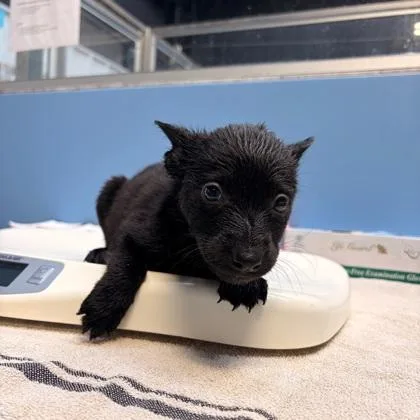 A baby medium-sized male Terrier dog named Connor for adoption in Morton Grove, IL