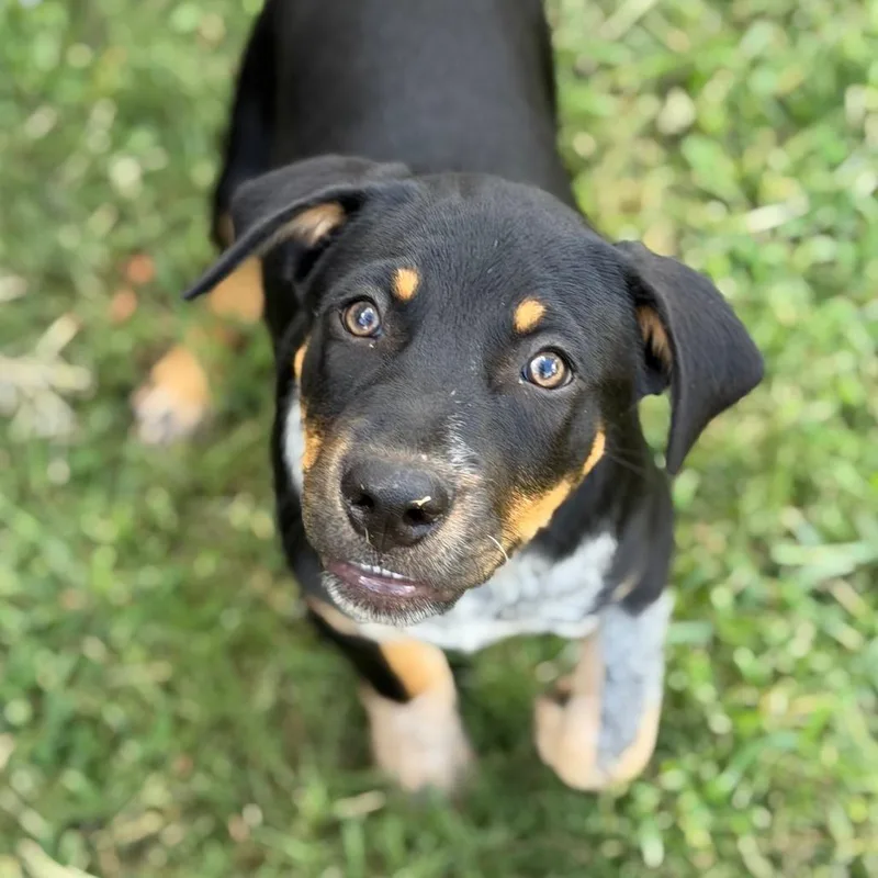 A baby medium-sized male Australian Cattle Dog / Blue Heeler dog named Braveheart for adoption in Brownsboro, AL