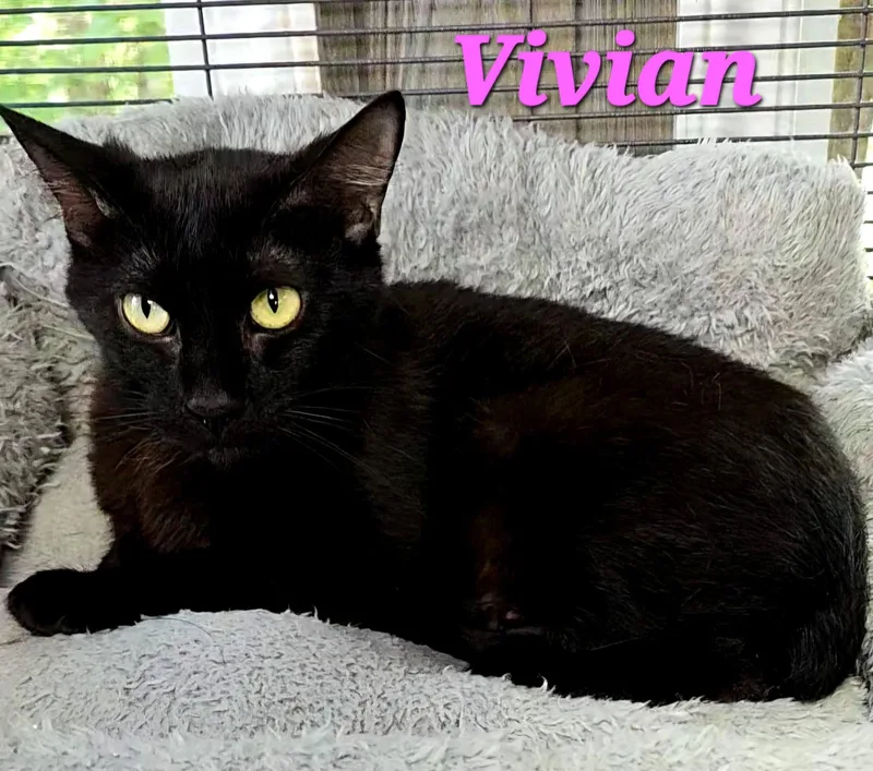 Vivian thumbnail 2