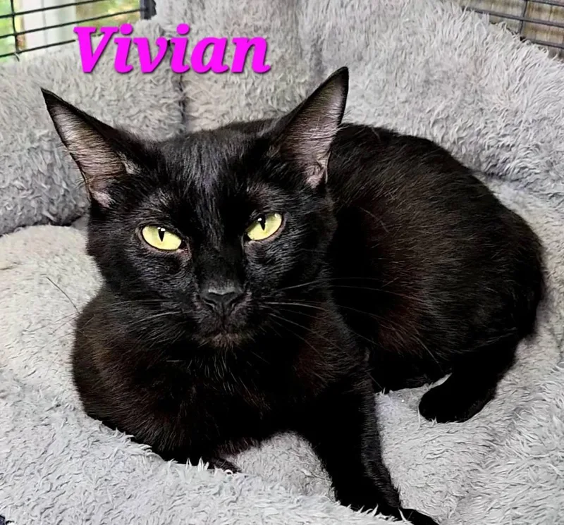 Vivian thumbnail 3