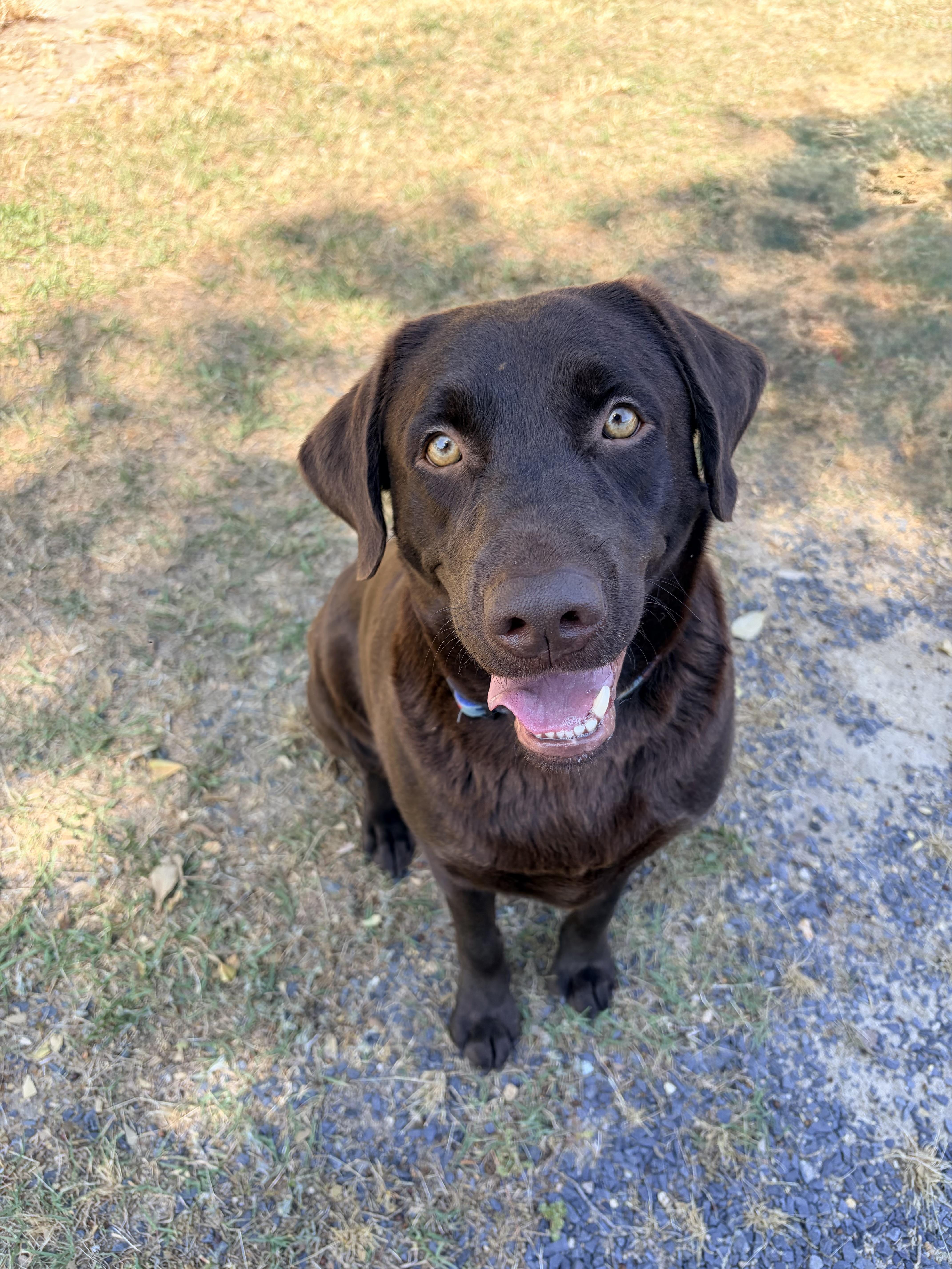 Kimber