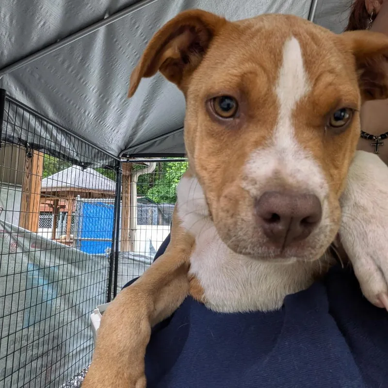 A baby small-sized male Yellow / Tan / Blond / Fawn Mixed Breed dog named Parker for adoption in Franklin, NC