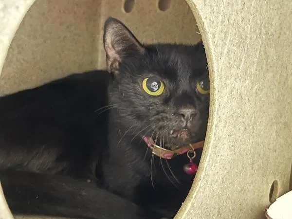 An adult medium-sized female Domestic Short Hair cat named Gwen Stefani for adoption in Virginia Beach, VA
