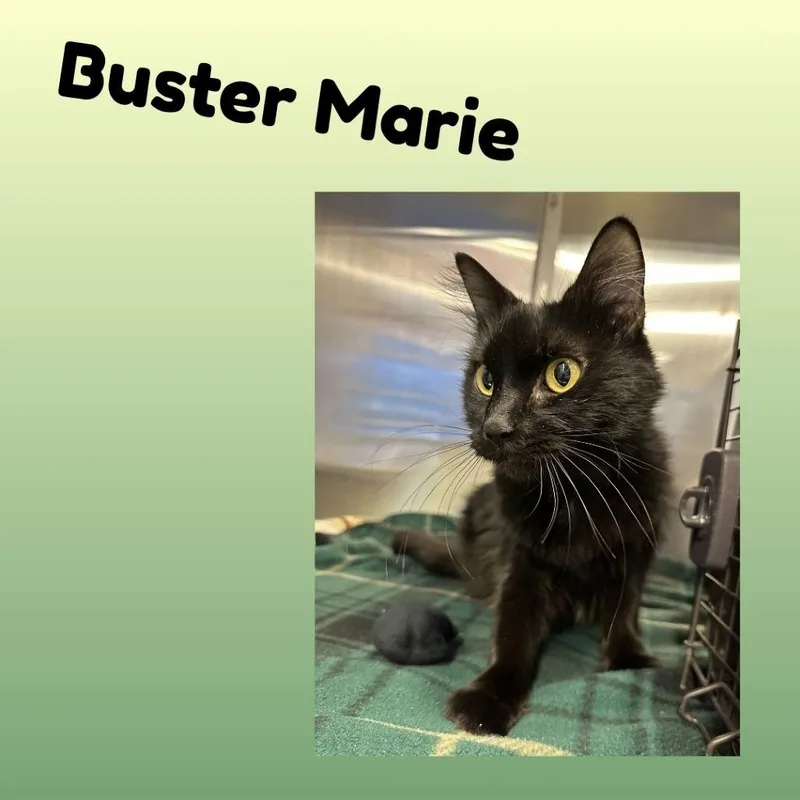 Buster Marie thumbnail 2