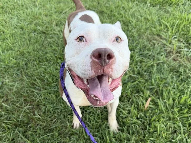 A young medium-sized female Pit Bull Terrier dog named Pudding for adoption in Charlotte, NC