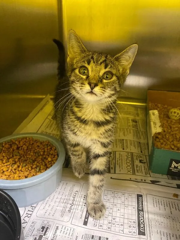 A young medium-sized female Tabby (Brown / Chocolate) Domestic Short Hair cat named Satsuki for adoption in Jackson, TN