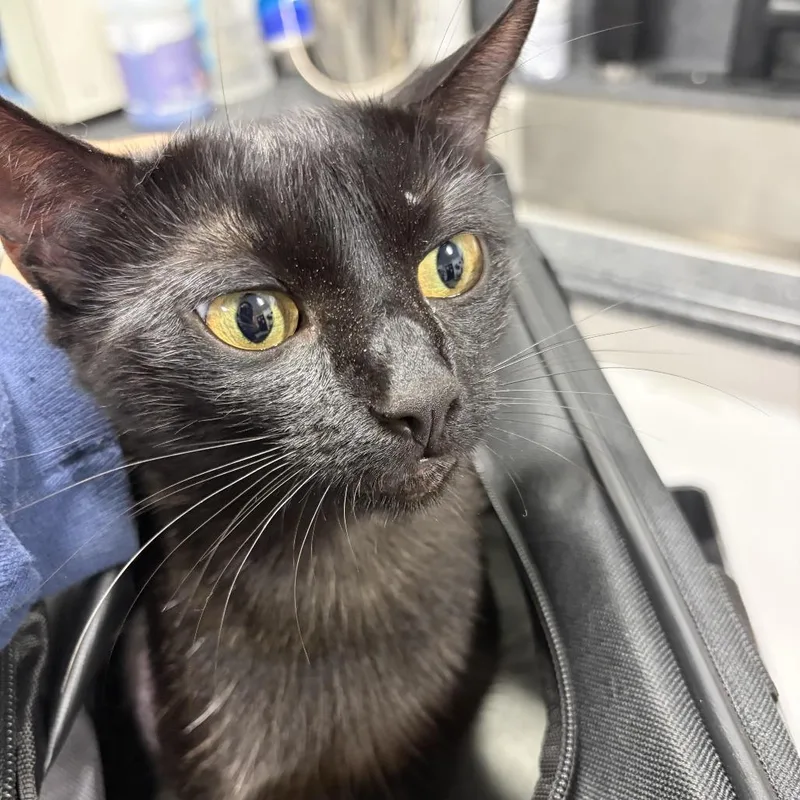 An adult medium-sized female Black Domestic Short Hair cat named Fefe for adoption in Newark, NJ