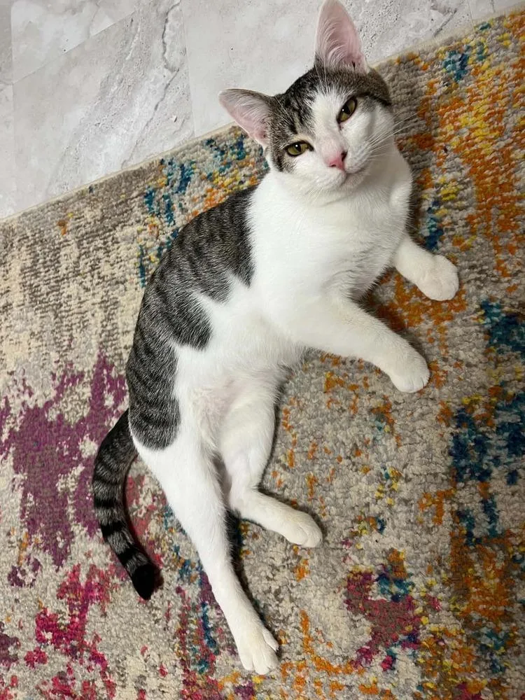 An adult medium-sized male Black & White / Tuxedo Domestic Short Hair cat named Beans XVI for adoption in Muskegon, MI