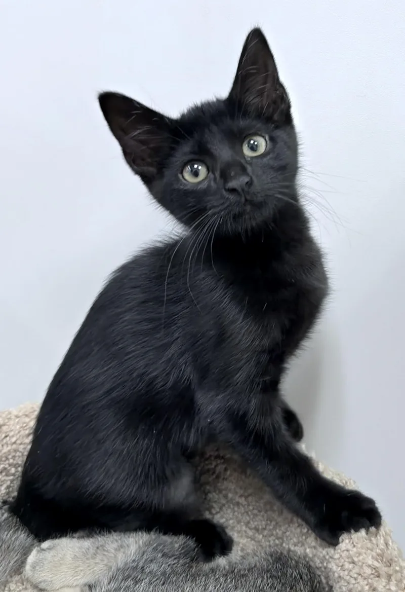 A baby medium-sized female Domestic Short Hair cat named Tango Riley Fuzzell for adoption in Spring, TX