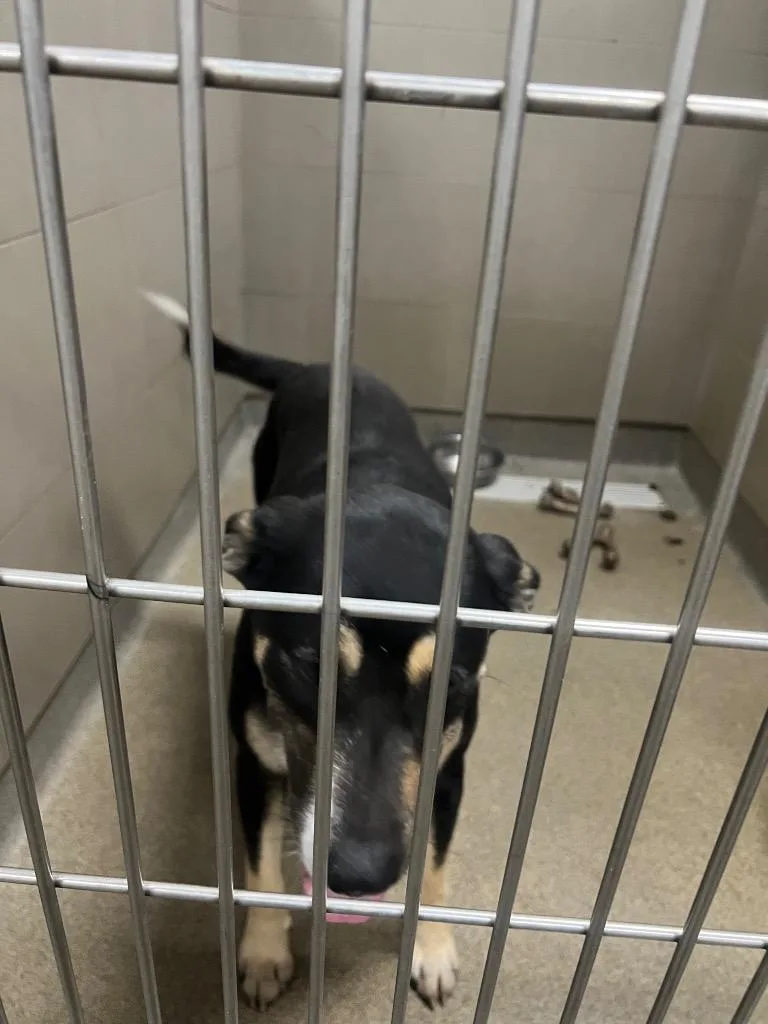 A young medium-sized female Mixed Breed dog named Randall Adult Willa for adoption in Rome, GA