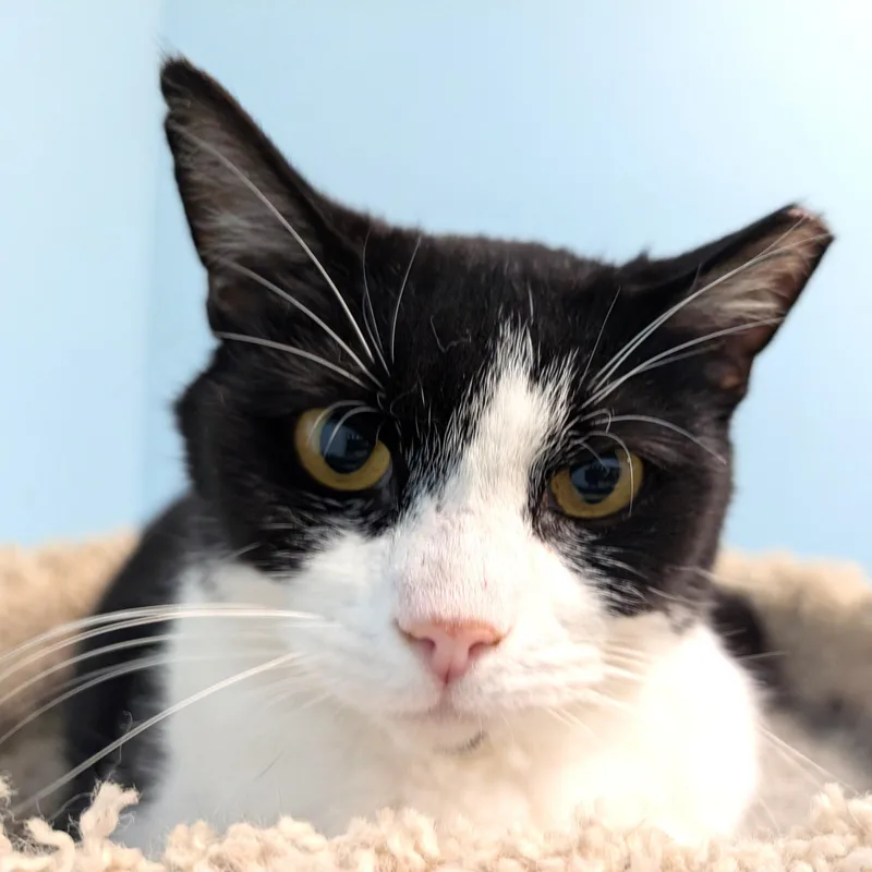 A young medium-sized female Black & White / Tuxedo Domestic Short Hair cat named Gracie for adoption in Smithfield, NC