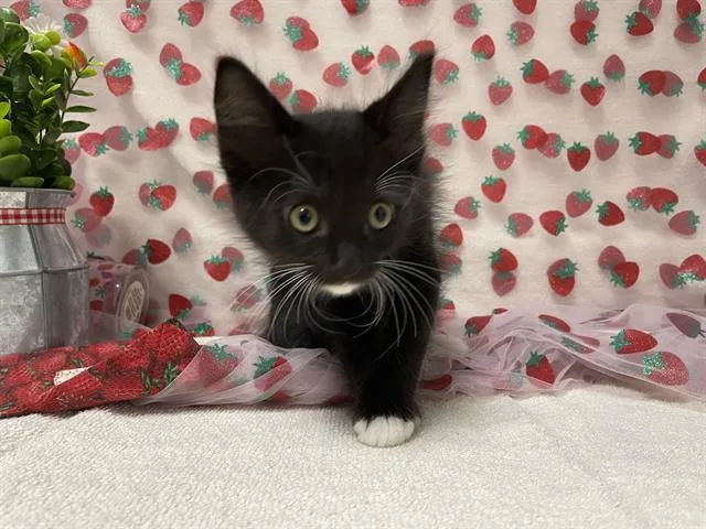 A baby small-sized male Domestic Short Hair cat named Leonardo for adoption in Fairfield, CA