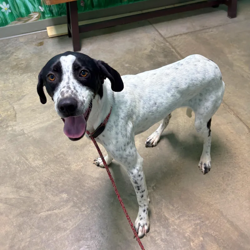 A young medium-sized female English Pointer dog named Daisy for adoption in Godfrey, IL