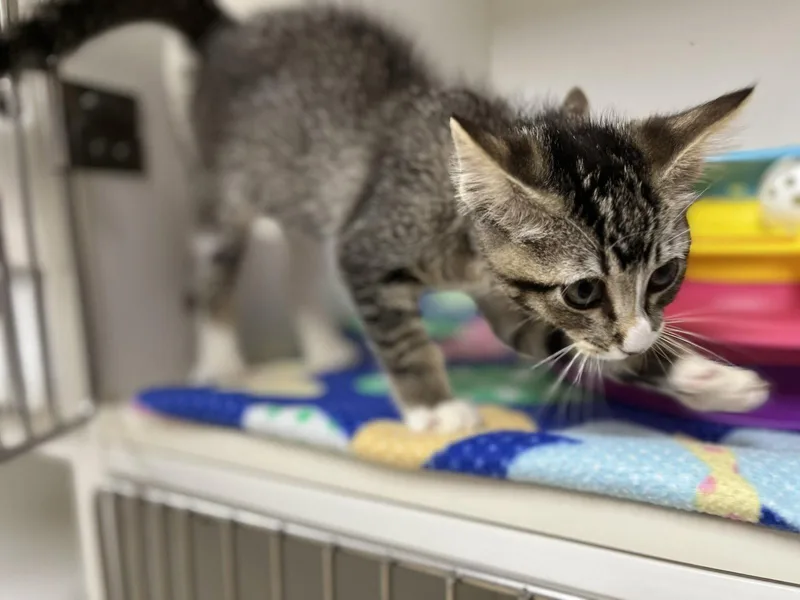 A young medium-sized female Gray / Blue / Silver Domestic Short Hair cat named Marie for adoption in Hilton Head Island, SC