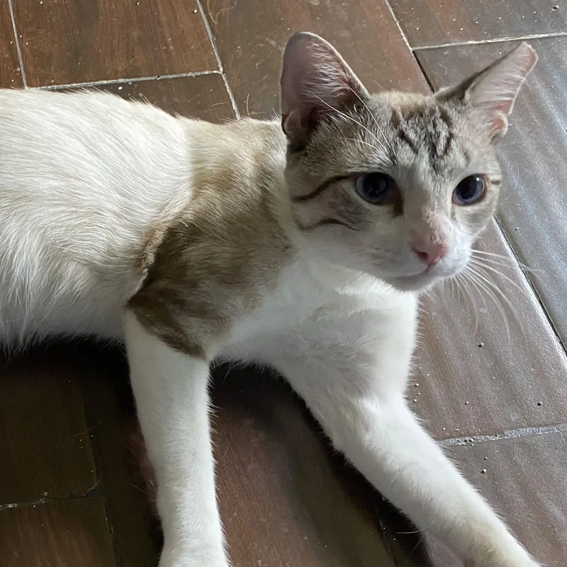 A young medium-sized male Siamese cat named Scotty skyblueeyes for adoption in Houston, TX