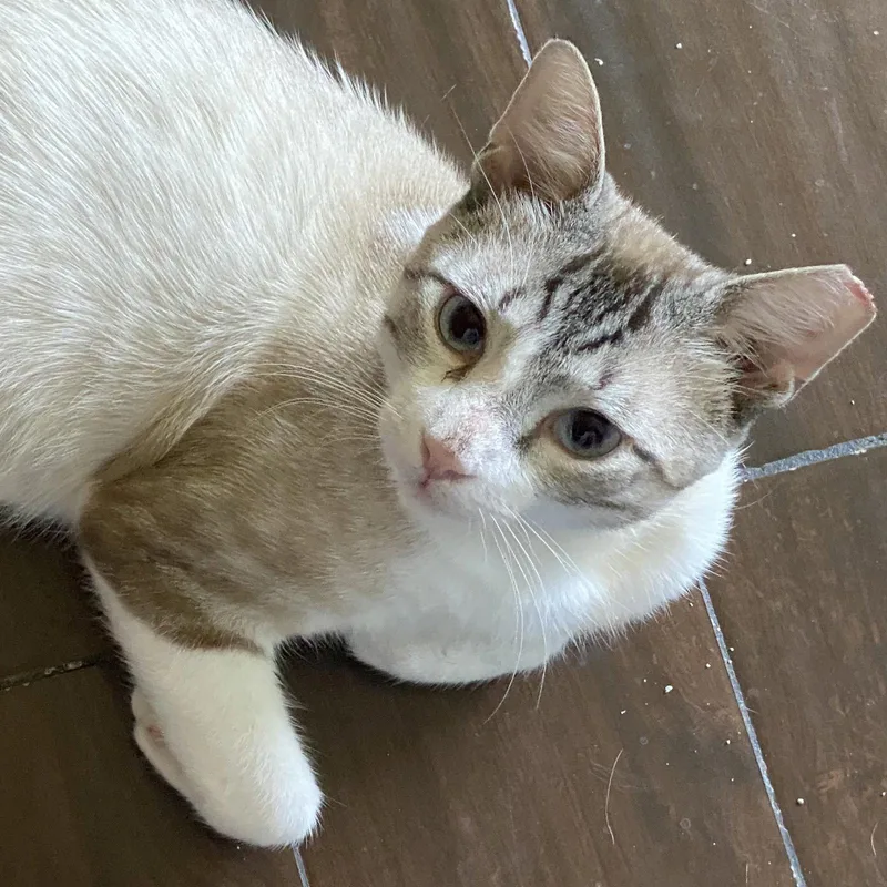 Scotty skyblueeyes thumbnail 2