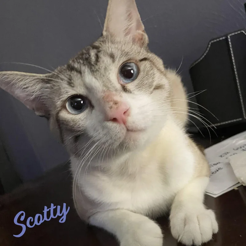 Scotty skyblueeyes thumbnail 3