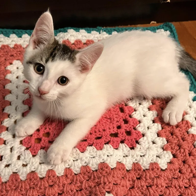 A baby small-sized male Black & White / Tuxedo Domestic Short Hair cat named Glacier for adoption in Sewell, NJ