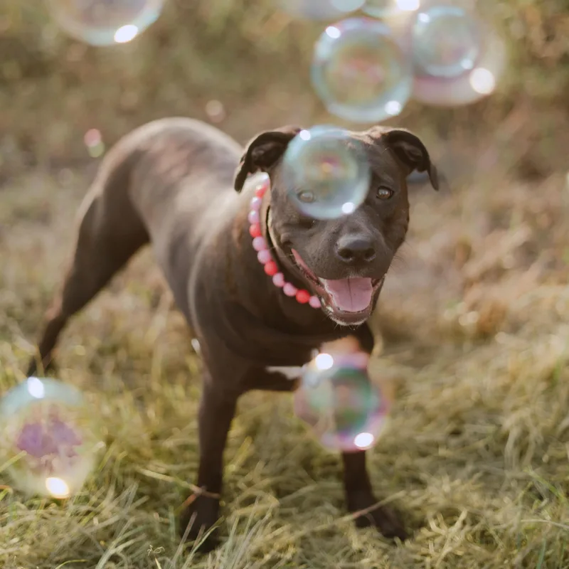 A young medium-sized female Black Pit Bull Terrier dog named Fiji for adoption in Spring, TX