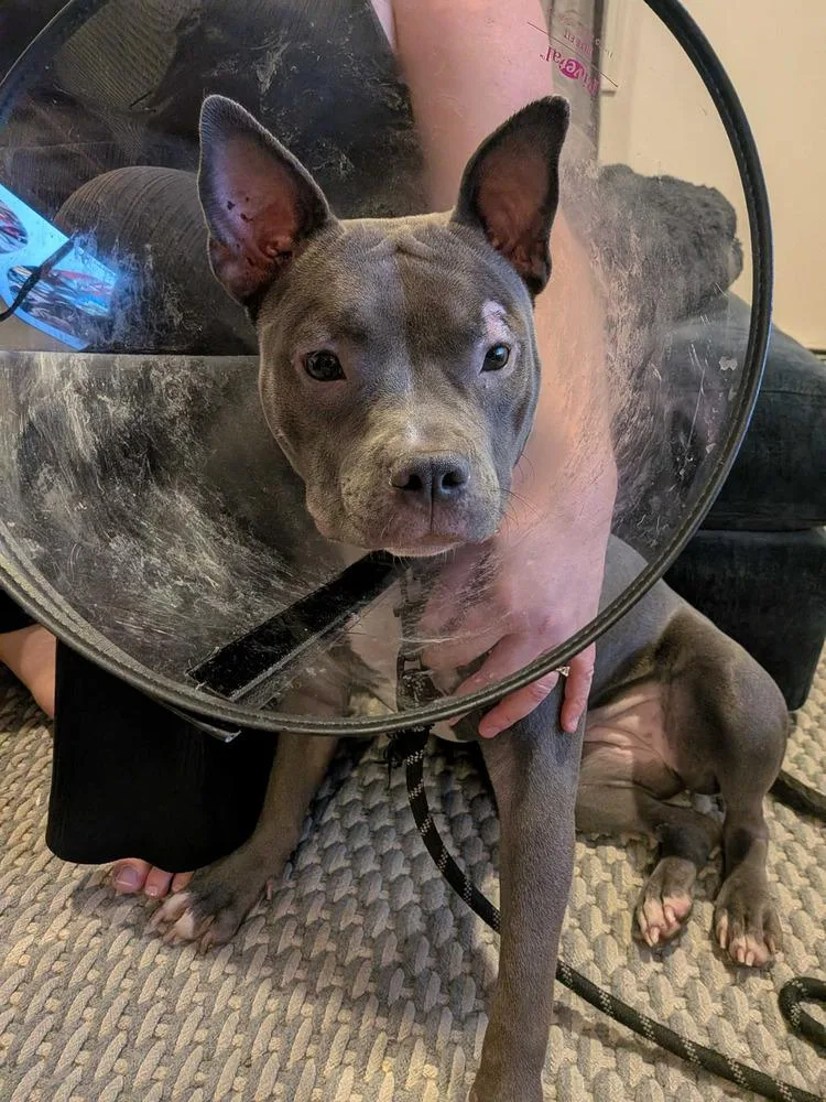 Pippa
