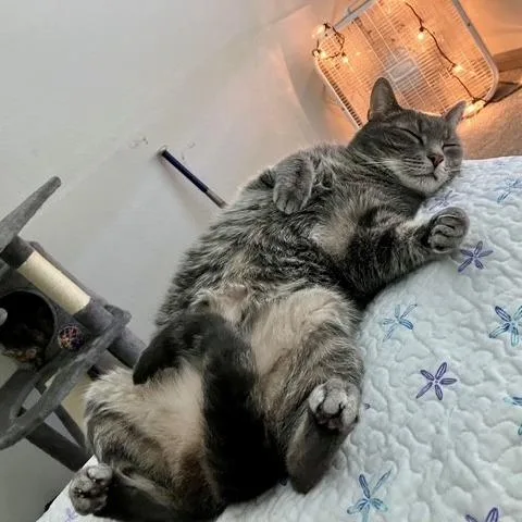 Merlin