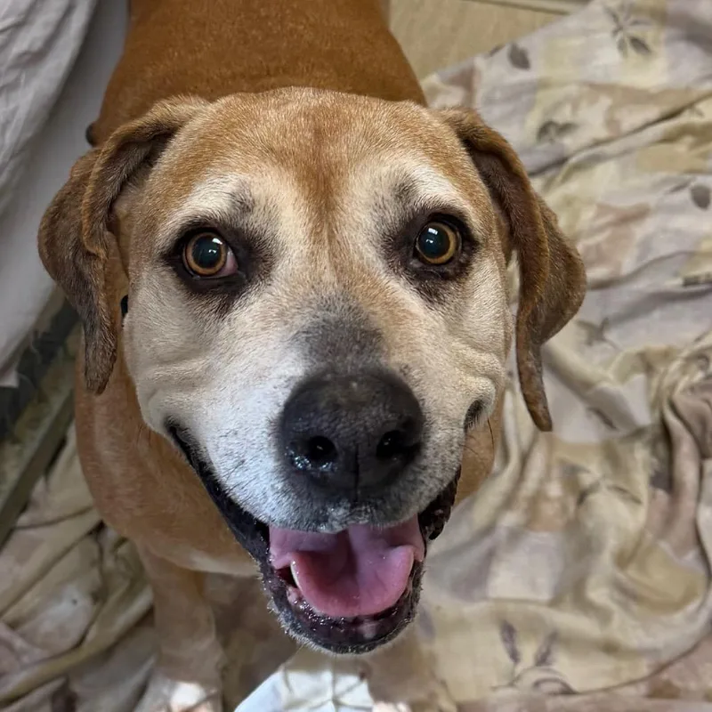 A senior large-sized female Yellow / Tan / Blond / Fawn Mixed Breed dog named Aunt Dottie for adoption in Red House, WV