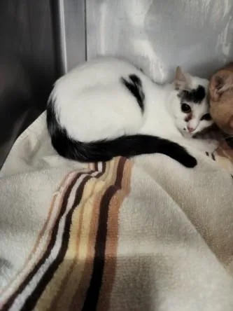 An adult small-sized female Domestic Short Hair cat named Milky for adoption in Chatsworth, CA