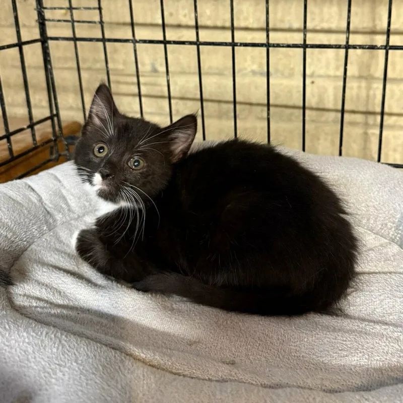 A baby medium-sized female Black & White / Tuxedo Domestic Medium Hair cat named Glitch for adoption in Cuyahoga Falls, OH