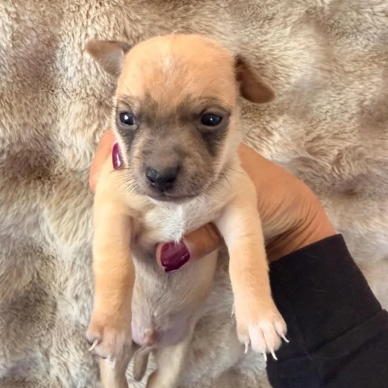 A baby small-sized male Apricot / Beige Rat Terrier dog named Mr. Owl for adoption in Brentwood, CA