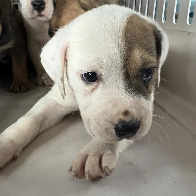 A baby small-sized male White / Cream Mixed Breed dog named Cartman for adoption in Jupiter, FL