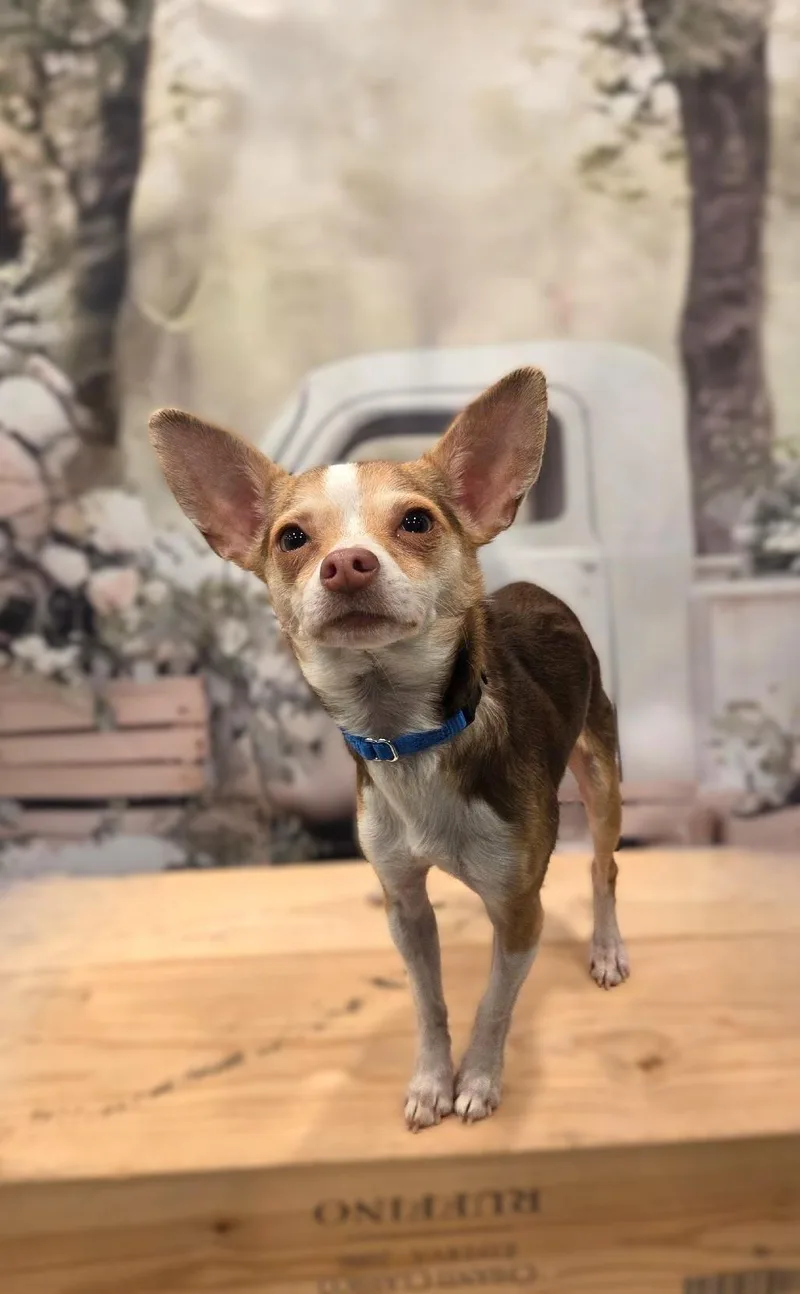 Olliecoming Soon thumbnail 3