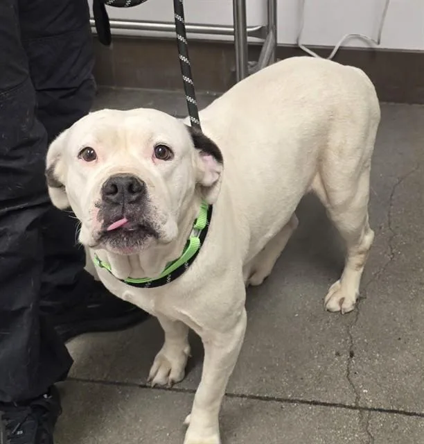 An adult medium-sized female Pit Bull Terrier dog named Lyla for adoption in Tucson, AZ