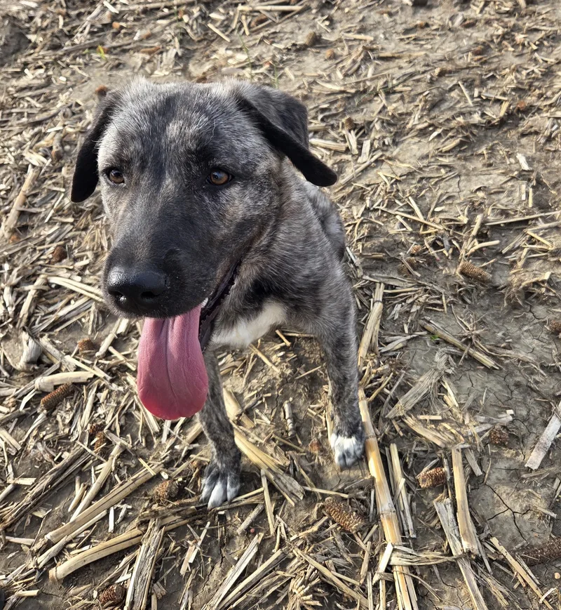 A young large-sized female Anatolian Shepherd dog named Luna for adoption in Mapleton, IA