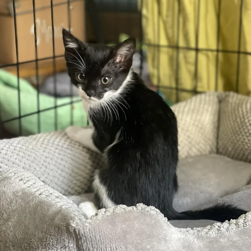 A baby small-sized female Black Domestic Short Hair cat named Libby for adoption in San Francisco, CA